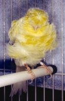 Paduaner Ein italienischer Farben-Frisé, zwar etwas kleiner als die Ursprungsrasse Trompeter, ist in Norditalien und Deutschland ein beliebter Positur-Vogel.