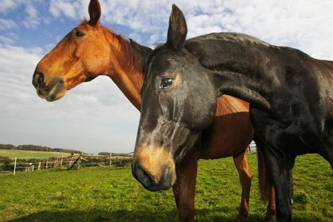 Die Co-Trainer 3-4 Pferde als Ihre Sparringspartner. Kommunikation zwischen Menschen wird zu ca. 90% durch nichtsprachliche Signale bestimmt und nur zu etwa 10% durch den Inhalt von Worten.