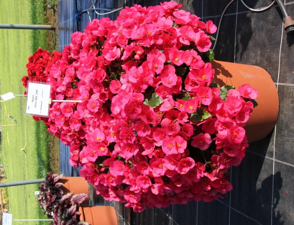 Begonia elatior Evi Bright Pink (Beekenkamp) > unproblematische Anzucht in rund 7 Wochen zur Verkaufsreife > etwas höher wachsend als die Vermillion