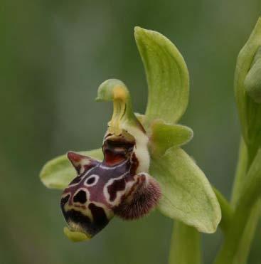 Ophrys in zwei Feldführern Orchideen Europas (Baumann et al. 2006) 62 Arten ca.
