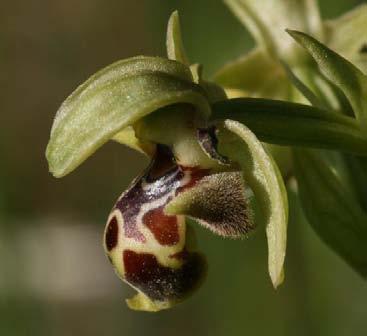 bucephala Ophrys umbilicata subsp.