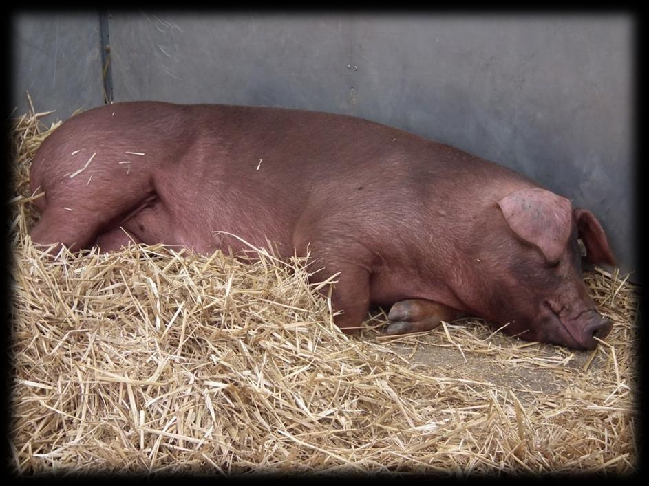 Afrikanische Schweinepest Hohes Fieber (> 40 C) reduzierte
