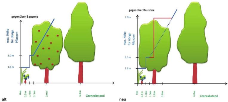 neu EG ZGB). Grünhecken (Thuja u.ä.) in Bauzonen müssen einen Abstand von 0,6 m einhalten und dürfen maximal,8 m hoch sein ( 7 Abs. neueg ZGB).