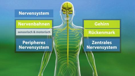 Aufbau des zentralen Nervensystems (7-9) Laufzeit: 7:20 min, 2019 Lernziele: - Den Grundbauplan des menschlichen Nervensystems (zentrales und peripheres, sensorisches