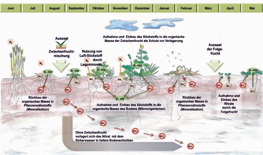 Wasserschutz mit Zwischenfrüchten Stickstoff ist ein essentielles Nährelement für Pflanzen und spielt in der heutigen Landwirtschaft eine übergeordnete Rolle.