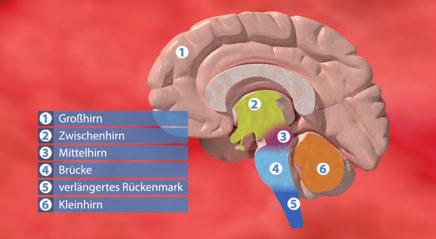 Dem Signalfluss durch das Rückenmark aufwärts folgend gelangt der Film (3D- Computeranimation) zur Schaltzentrale des Nervensystems, dem Gehirn.
