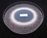 Prüfung der fungistatischen und antibakteriellen Eigenschaften*: Aspergillus niger