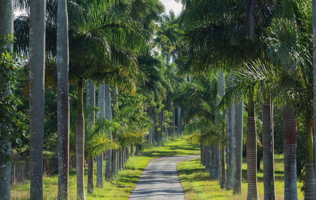 Palmenallee im Botanischen Garten bei Cienfuegos, Kuba Karl-Heinz Raach 1 2 3 4 5 6 7 8 9