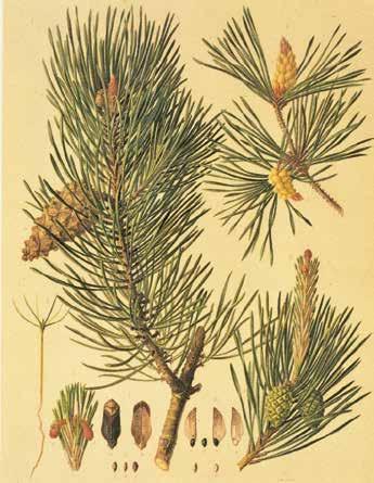Karten der Herkunftsgebiete 49 Pinus sylvestris L.