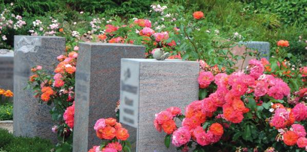 Rosenwahlgrabstätten In sonniger, parkartiger Lage Für Rosenliebhaber haben wir die Rosenwahlgrabstätten in einem parkartigen Friedhofsteil erstellt.