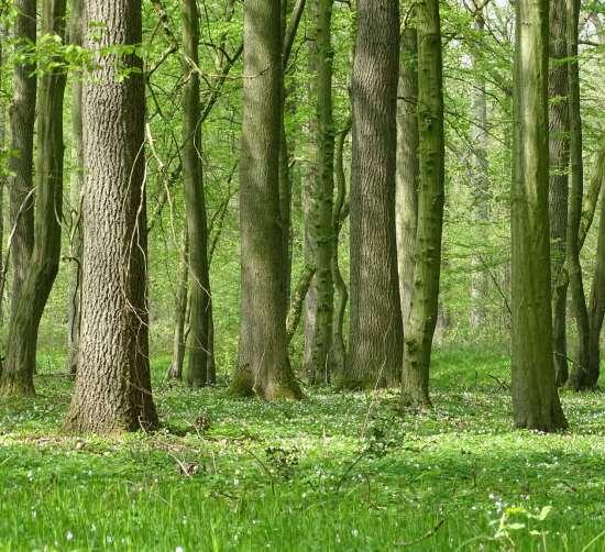 Entwicklung klimastabiler Wälder Umwandlung in klimastabile Eichen-Mischwälder Holzernte,