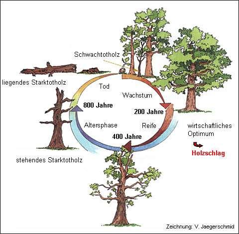 Sicherung von Altbäumen Dauerhafte Sicherung von Altbäumen Neu entwickelter Vertrag mit Grundbucheintrag Sicherung von Baumgruppen