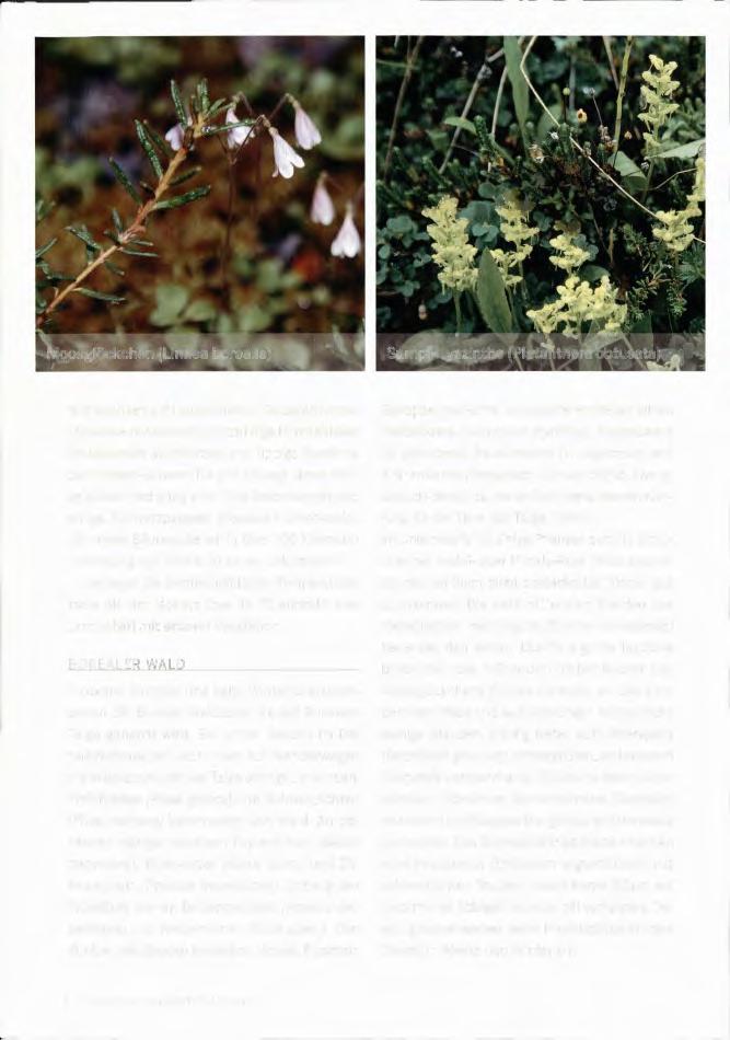 Moosglöckchen (Linnea borealis) Sumpf-Hyazinthe (Platanthera obtusata) feld wachsen auf Feuchtwiesen: Gelbe Anemone (Anemone richardsonii), Spitzblütige Himmelsleiter (Polemonium acutiflorum) und
