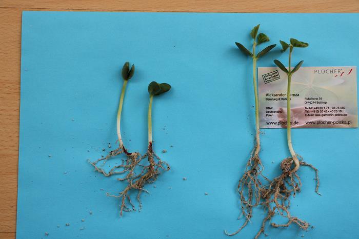 Soja-Keimlinge: Mit plocher pflanzen do behandeltes Saatgut auf der rechten Seite, Kontrolle auf der linken Seite. Im Jahr 2016 wurde eines der Weizen-Felder in PLOCHER und Kontrolle aufgeteilt.