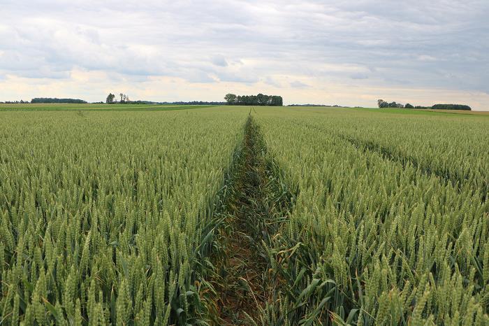 Durch den Mangel an ausreichenden Niederschlägen gegen Ende des Frühjahrs beendete der Weizen seine Vegetation vorzeitig.