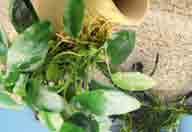 Dekopflanzen DENNERLE Wasserpflanzen Wels-Amphore & Anubias nana