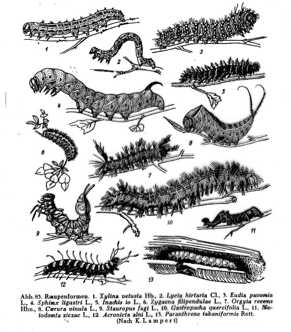 Die Präimaginalstadien: Raupen: