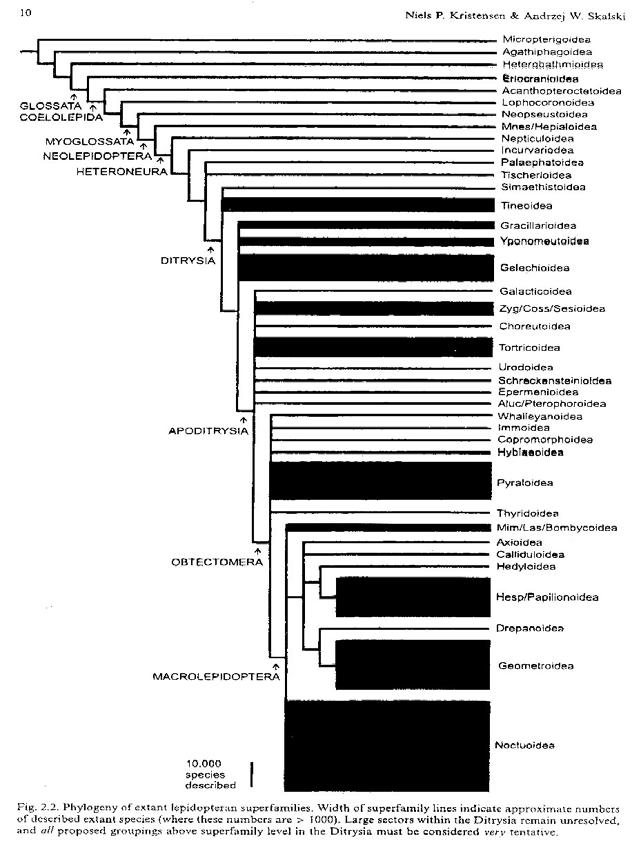 Phylogenie und Artenzahlen nach Überfamilien (Überblick) (Neuere Ergebnisse aus der Molekularen Biologie [DNA-Analysen] zeigen einige Abweichungen in Details, aber auch gelegentlich Widersprüche