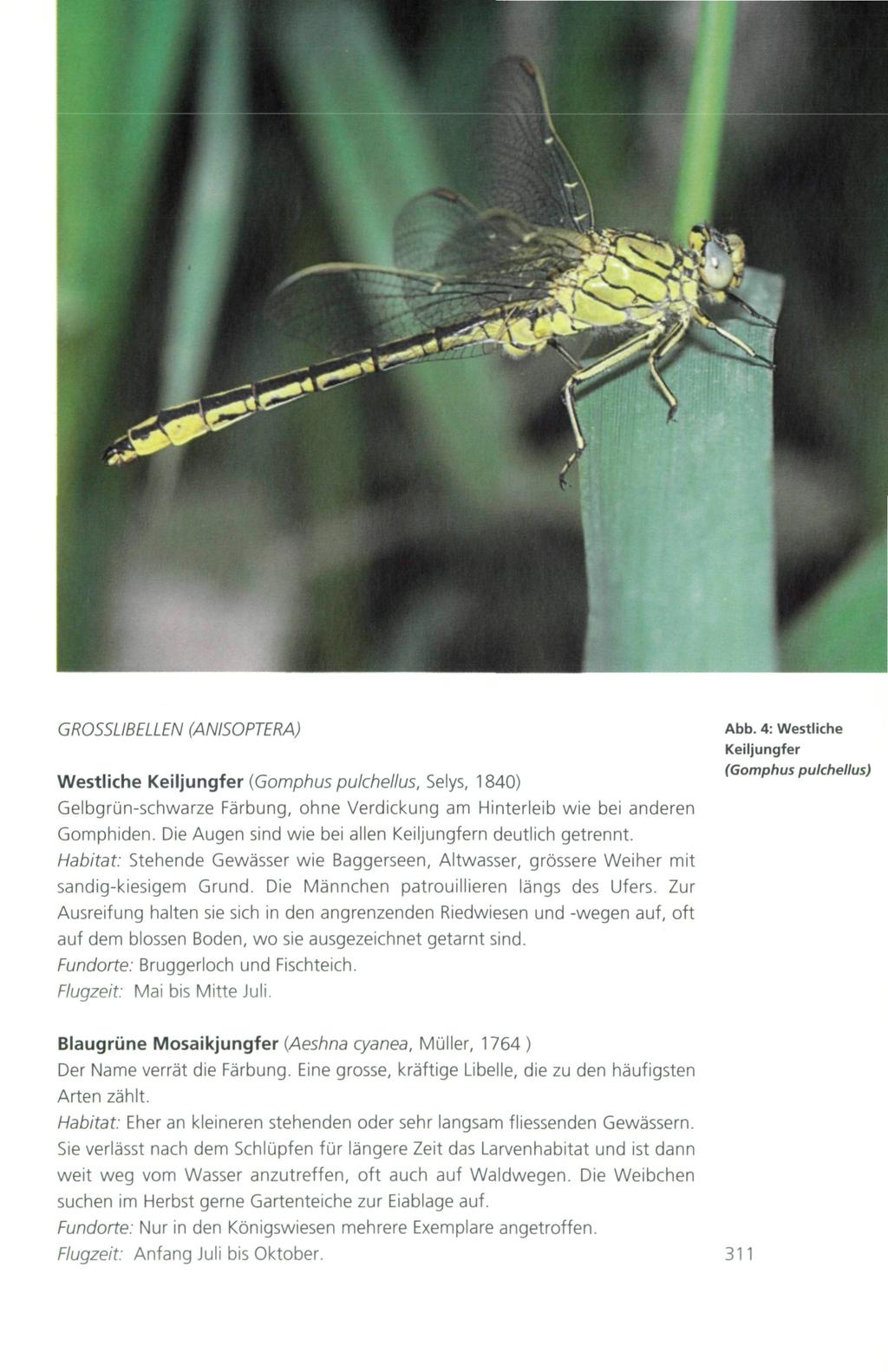 GROSSLIBELLEN (ANISOPTERA) Westliche Keiljungfer (Gomphus pulchellus, Selys, 840) Gelbgrünschwarze Färbung, ohne Verdickung am Hinterleib wie bei anderen Gomphiden.