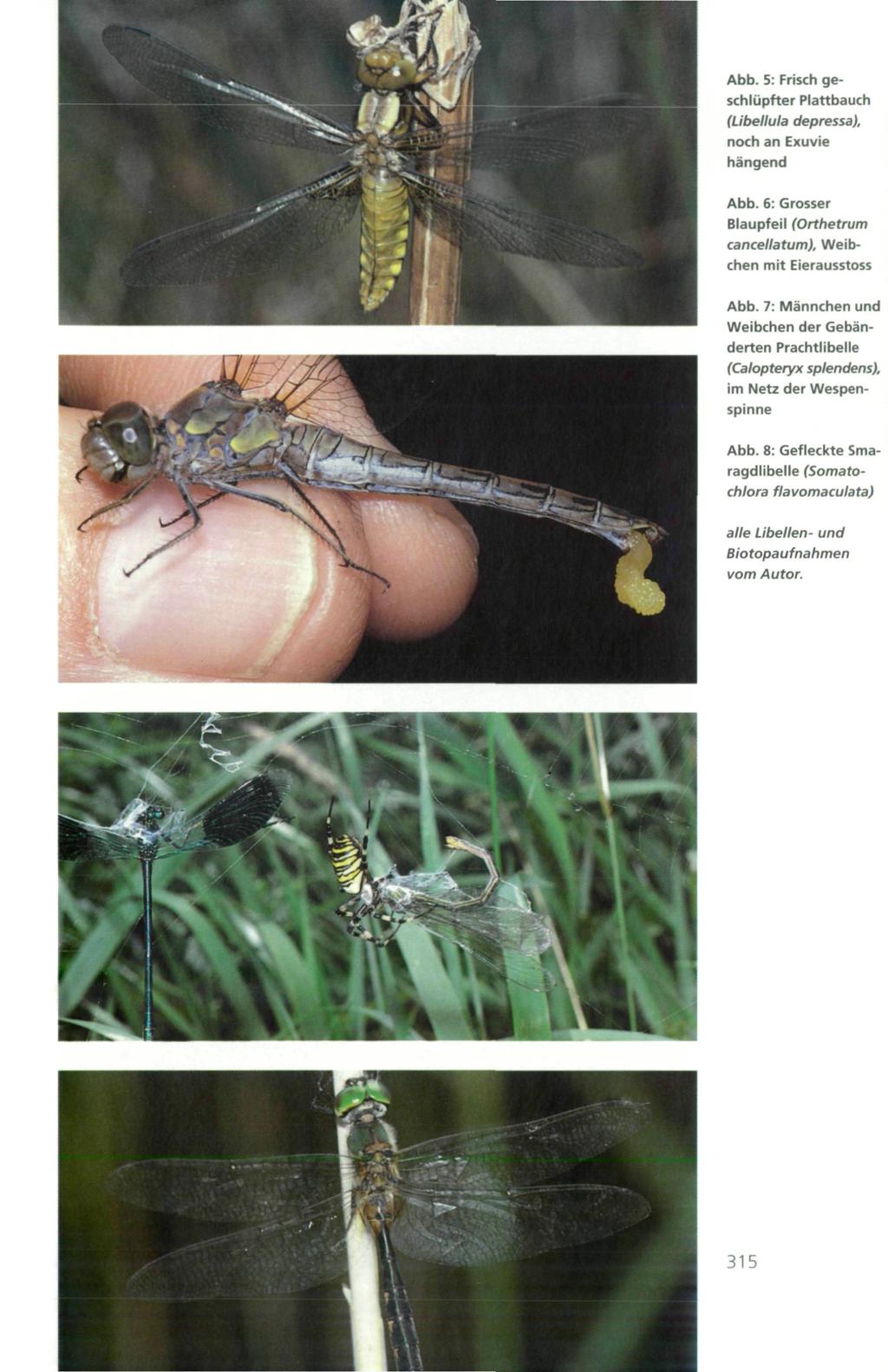 Abb. 5: Frisch geschlüpfter Plattbauch (Libellula depressa), noch an Exuvie hängend Abb. 6: Grosser Blaupfeil (Orthetrum cancellatum), Weibchen mit Eierausstoss Abb.