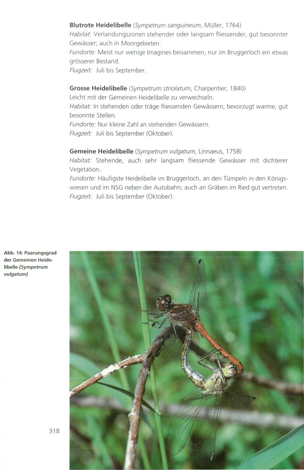 Blutrote Heidelibelle {Sympetrum sanguineum, Müller, 764) Habitat: Verlandungszonen stehender oder langsam fliessender, gut besonnter Gewässer; auch in Moorgebieten.
