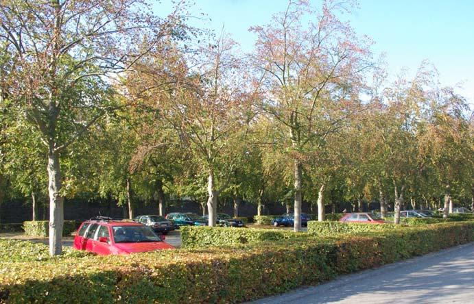 2. Funktionsplan Entwurf Besucherparkplätze Öffentlicher Besucherparkplatz (ca. 55 Stellplätze, u.a. für Nutzer des Öjendorfer Parks) Bleibt wie im Entwurf vom März 2016 Quartiersentwicklung am 2.