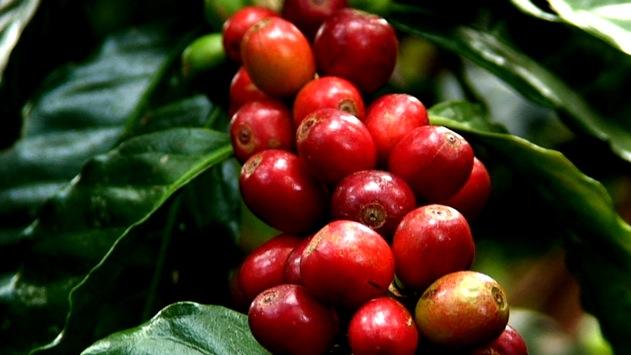 COFFEA ARABICA CATUAI Kaffeewissen Lernen Sie alles über Kaffee - vom Anbau in kleinen und großen Plantagen über Nachhaltigkeit und Umweltschutz, die verschiedenen Varietäten, die wirtschaftliche