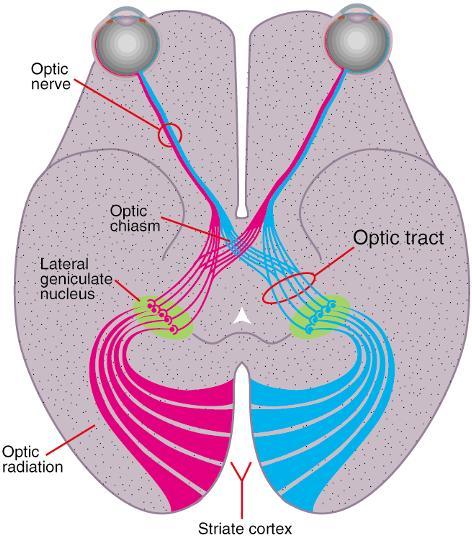 SEHBAHN Netzhaut Optischer Nerv Sehnervkreuzung Optischer