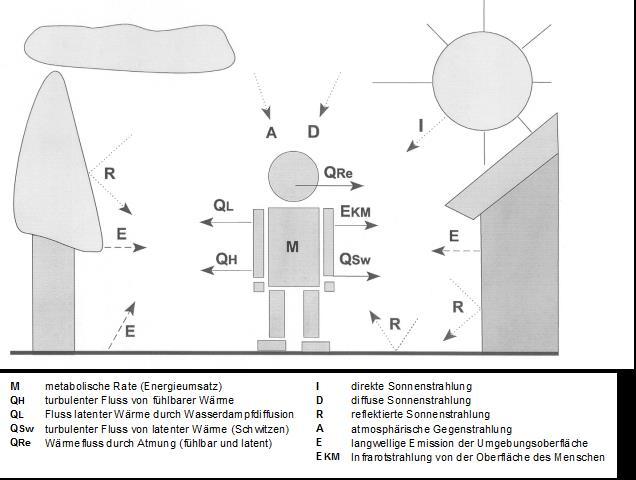 Das Klima-Michel-Modell zur Berechnung der Gefühlten Temperatur Der thermische Wirkungskomplex Klima Michel - Definition eines Norm-Menschen - Größe 1,75 m - Gewicht 75 kg - Körperoberfläche 1,78 m 2