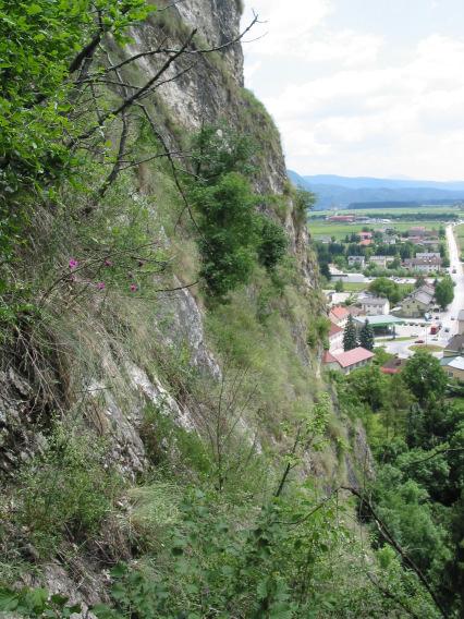 16 Anmerkung: Die S und SW exponierten Felsbänder und Vorsprünge der Felswände des Griffner Schlossberges (Abb.19,20) zeichnen sich durch das Vorkommen des Seselietum austriacae aus.