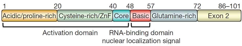 den ersten 59 Nukleotiden des viralen Transkripts entsteht ein mrna- Strukturelement, das so genannte Transaktivierende Antwortelement (transactivation response element, TAR).