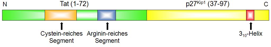 Abbildung 21: Domänenstruktur des Fusionskonstruktes TatKip aus HIV-1 Tat (1-72, hellgrün) und p27 Kip1 (37-97, gelb).