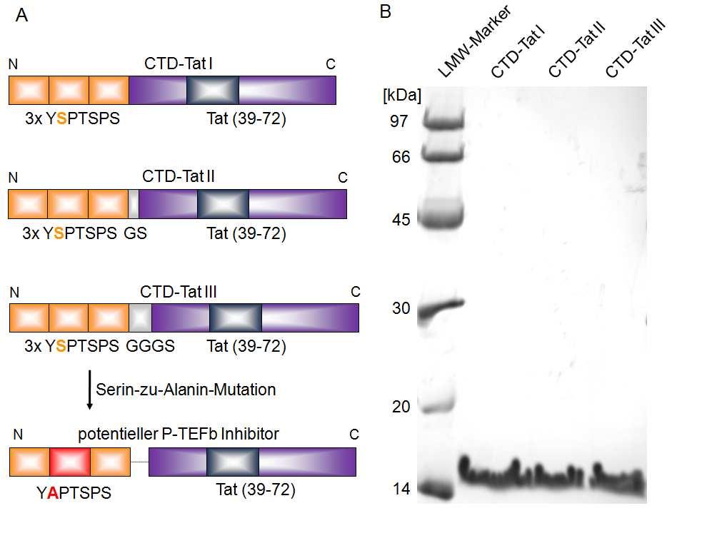 Y1S2P3T4S5P6S7 mit dem aktiven Zentrum von Cdk9 interagieren können (Abbildung 26). Dazu wurden drei CTD-Heptade an eine Domäne des Tat Proteins (39-72) fusioniert (Abbildung 27A).