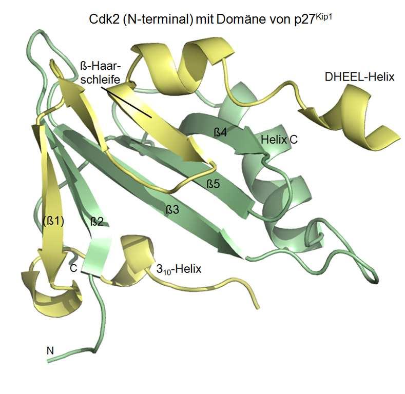 Abbildung 32: Interaktionen zwischen p27 Kip1 und dem N-terminalen Kinaseflügel von Cdk2. Die β-haarschleife von p27 Kip1 interagiert mit dem β-faltblatt von Cdk2.