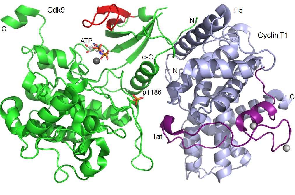 Abbildung 33: Tat gebundener P-TEFb Komplex. Cdk9 in grün mit gylcinreicher Schleife und Strängen β 1 und β 2 in rot. Cylcin T1 in blau, daran gebundenes Tat (1-49) in violett.