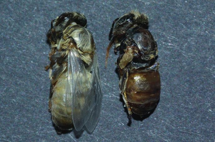 17: Frischgeschlüpfte, von Varroa parasitierte Biene mit deformierten Flügeln (Foto: Vincent Dietemann, Agroscope). Abb. 15: Eine Varroa-Familie in einer Zelle.