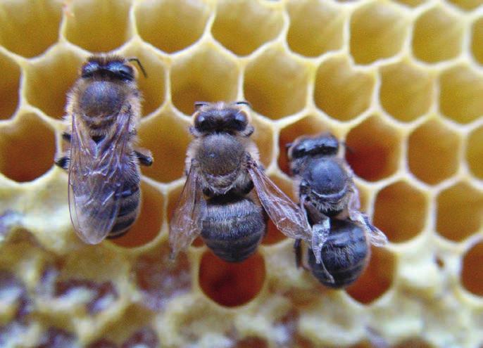 die Völker besteht im April und Mai, wenn der Ersatz der alten Winterbienen durch junge Sommerbienen verzögert ist. Erkrankung und Selbstheilung sind häufig.