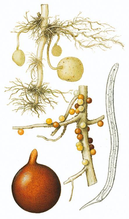 Globodera pallida im Kartoffelanbau