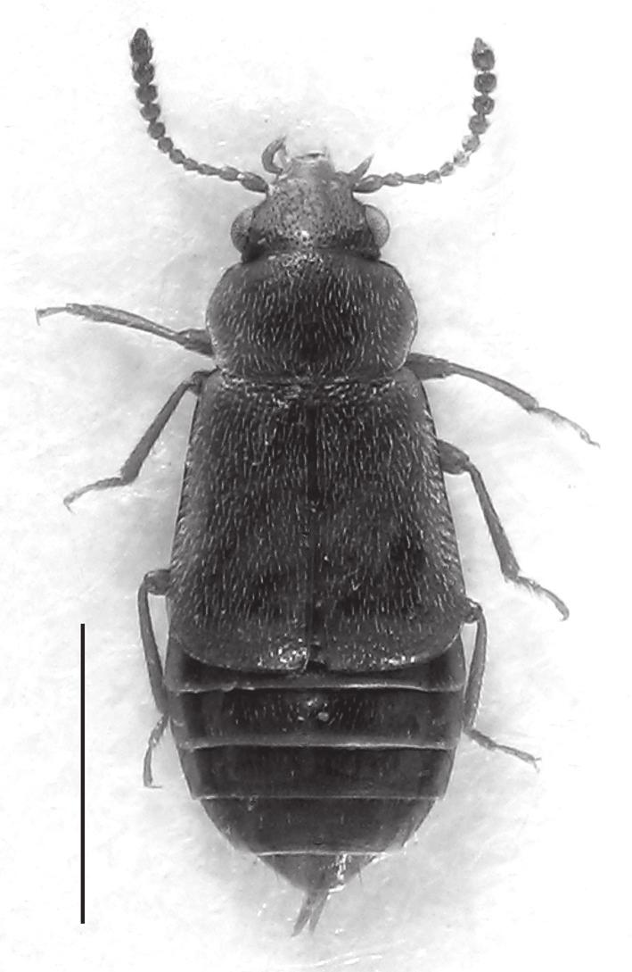 2 Eusphalerum eifleri sp. n. Fig. 1-7 Typenmaterial Holotypus ( ): Saijo Higashi-, 30.3.00 Hiroshi, leg. M. Eifler J / HOLOTYPUS Eusphalerum eifleri Zerche (DEI). Koordinaten des locus typicus: ca.