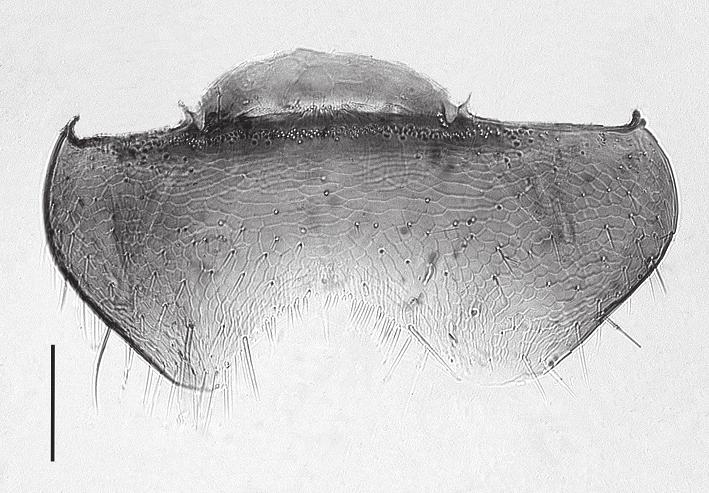 Kopf und Pronotum dicht rundmaschig chagriniert. Punktur der Elytren deutlich stärker, Punktzwischenräume etwa halb so breit wie die Durchmesser, glatt und glänzend.