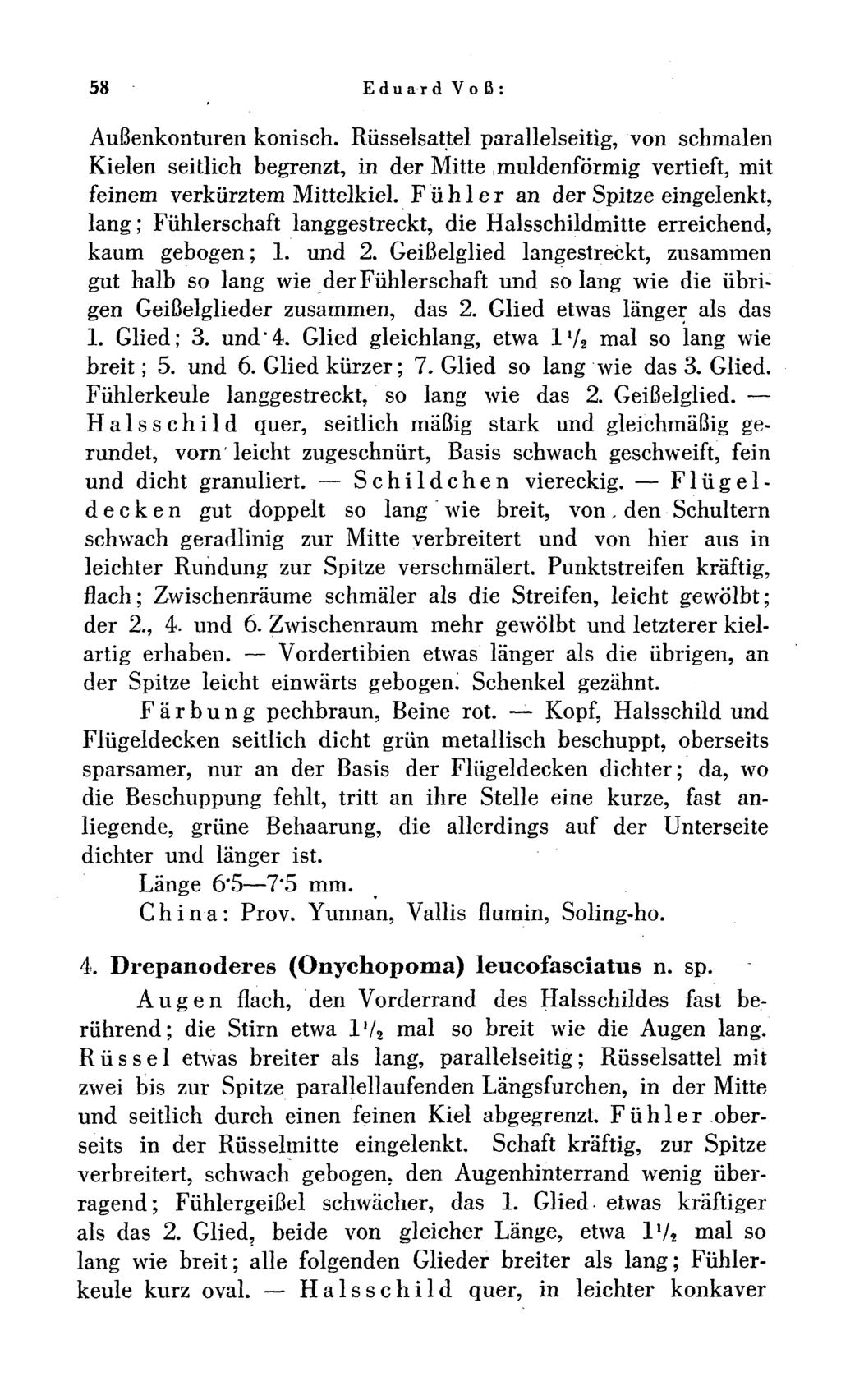 58 Eduard Voß: Außenkonturen konisch. Rüsselsattel parallelseitig, von schmalen Kielen seitlich begrenzt, in der Mitte.muldenförmig vertieft, mit feinem verkürztem Mittelkiel.