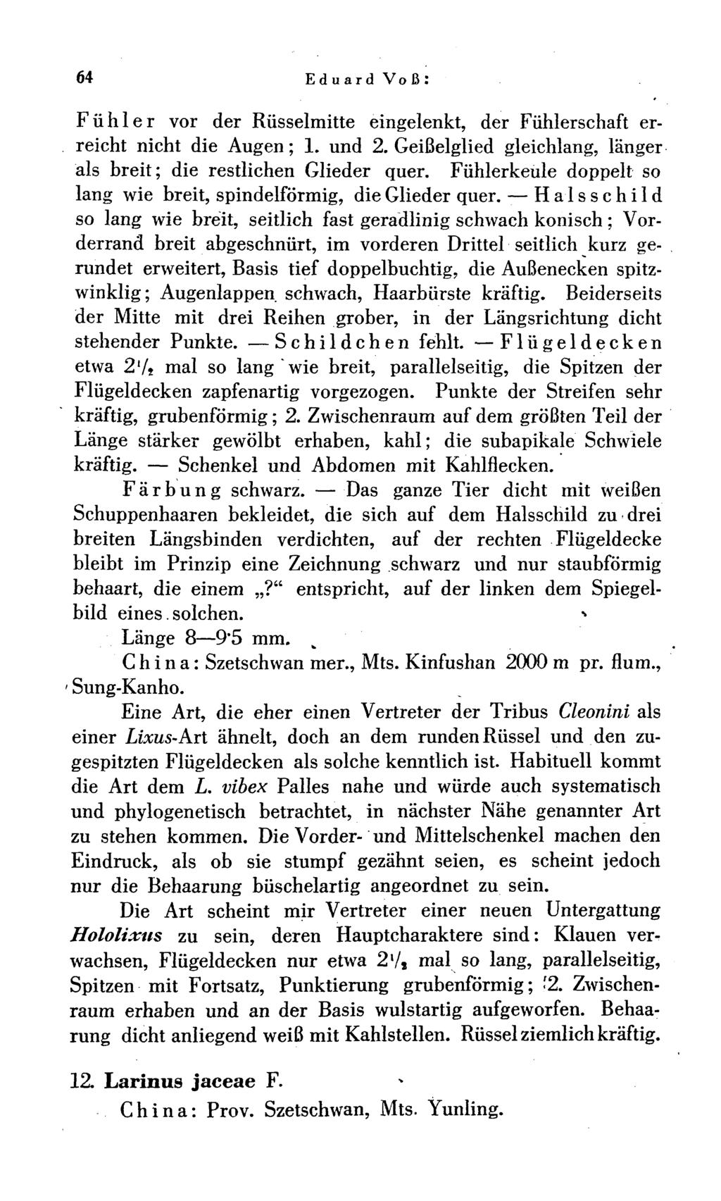 64 Eduard Voß: Fühler vor der Rüsselmitte eingelenkt, der Fühlerschaft erreicht nicht die Augen; 1. und 2. Geißelglied gleichlang, länger als breit; die restlichen Glieder quer.