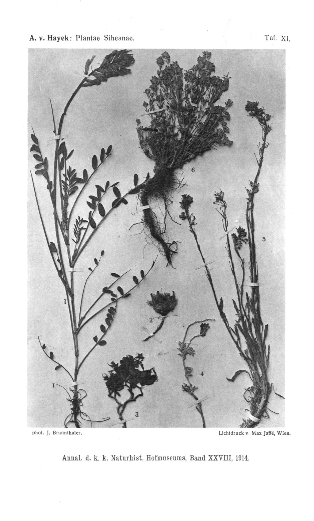 A. v. Hayek : Plantae Siheanae. phot. J. Brunnthaler. Taf. XI. Lichtdruck v.