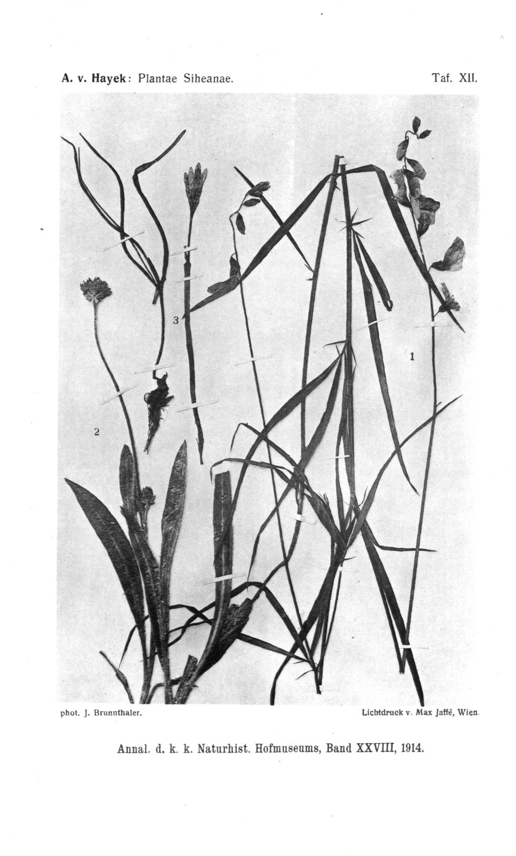 A. v. Hayek: Plantae Siheanae. phot. J. Brunnthaler. Taf. XII. Lichtdruck v.