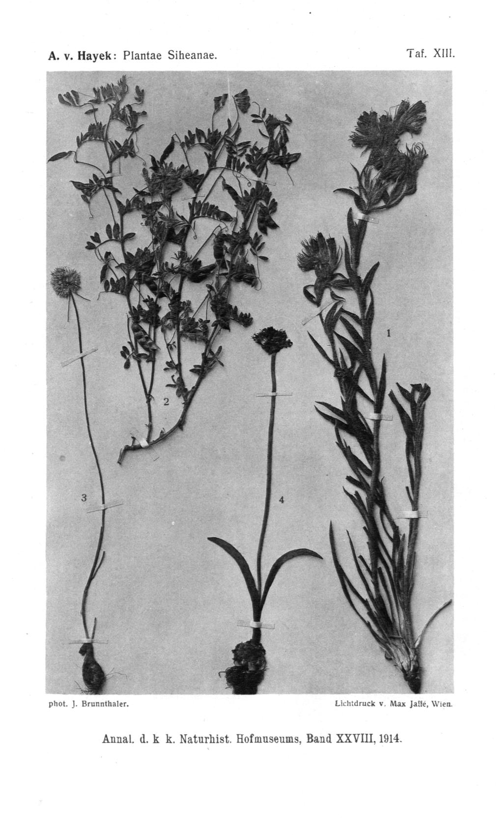 Taf. XIII. A. v. Hayek: Plantae Siheanae. phot. j. Brunnthaler.