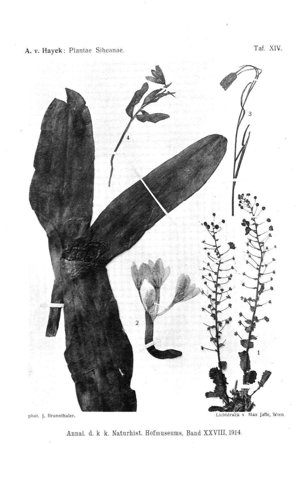 Taf. XIV. A. v. Hayek: Plantae Siheanae. phot. J. Brunnthaler.