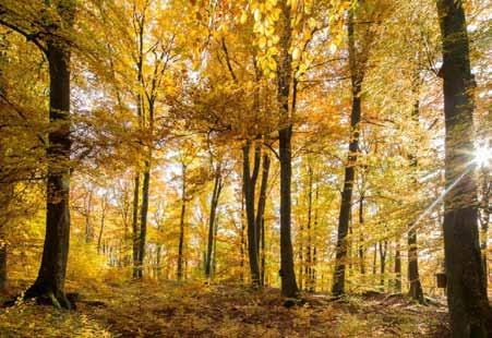 28 Die BWI3 aus Sicht der Säge- und Holzindustrie von Lars Schmidt Die Ergebnisse der dritten Bundeswaldinventur (BWI3) offenbaren ein zunehmendes Problem für Industrie und Gesellschaft: Steigende