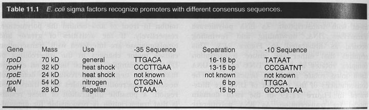 Initiation der Transkription: Sigmafaktoren Neben einem Sigma-Faktor für die Transkription der meisten Gene (σ 70, 70 kd großes Protein) hat E.