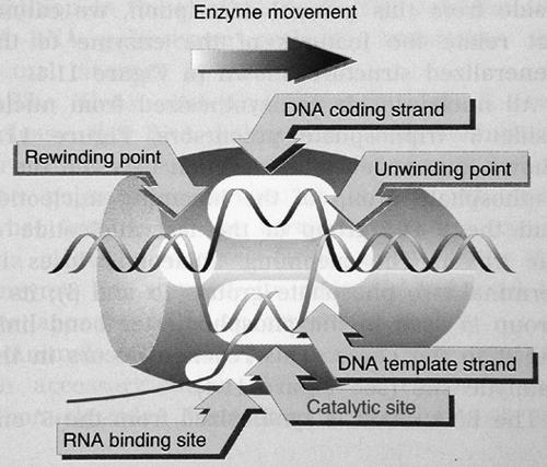 Fortschreiten der Transkription (Elongation) Die RNA-Polymerase bewegt sich nicht kontinuierlich voran, sondern verkürzt und verlängert sich wie ein Regenwurm.