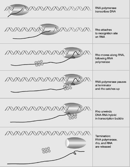 Terminatorstruktur Terminationsfaktor rho verfolgt die RNA- Polymerase auf der mrna.